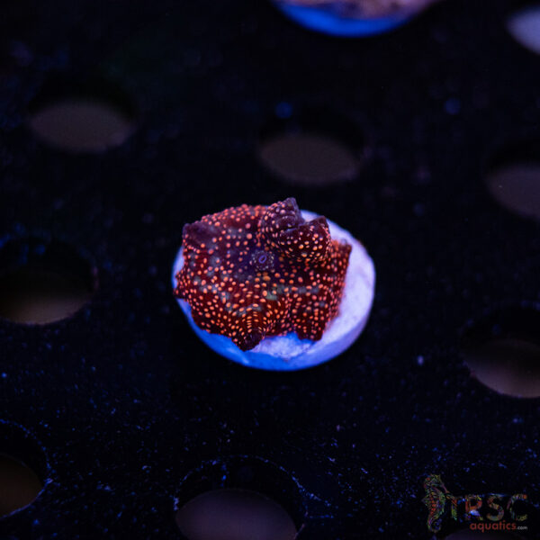 Superman Discosoma Mushroom F09