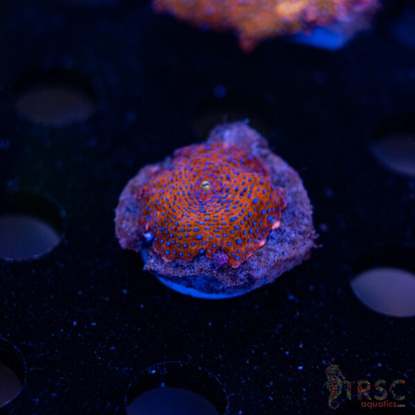 Superman Discosoma Mushroom F10