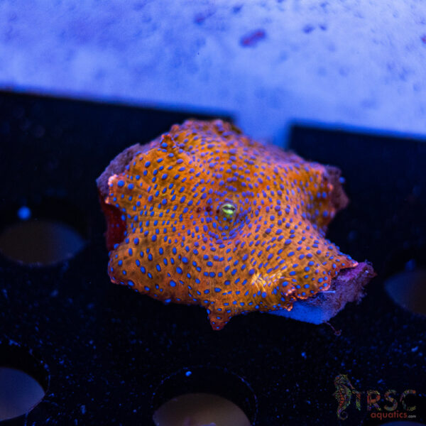 Superman Discosoma Mushroom F11