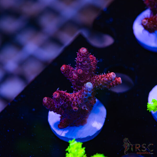 TRSC Red Rocket Milli A05