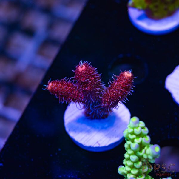 TRSC Red Rocket Milli A07