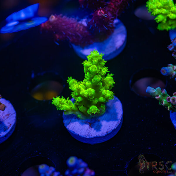 TRSC TOX Slime Acro B04