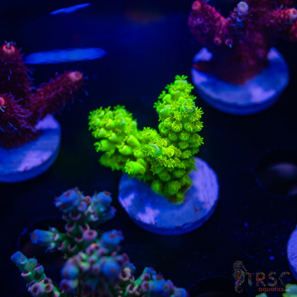 TRSC TOX Slime Acro B05