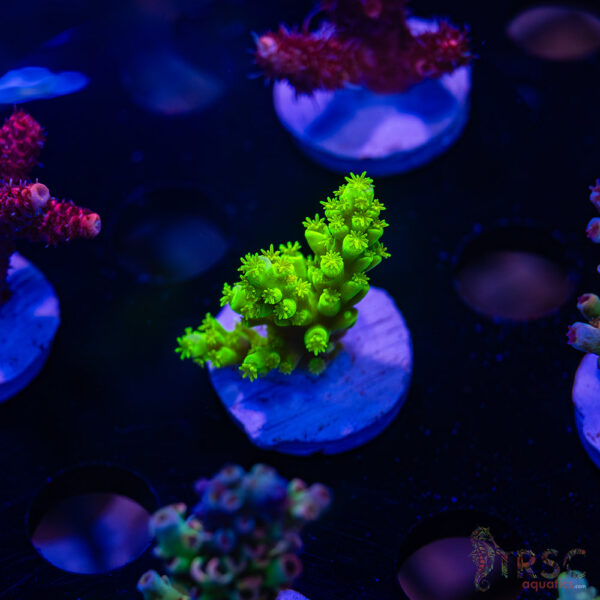 TRSC TOX Slime Acro B06