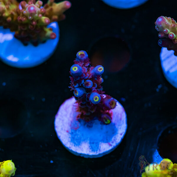 SBB Purplicious Acro C01