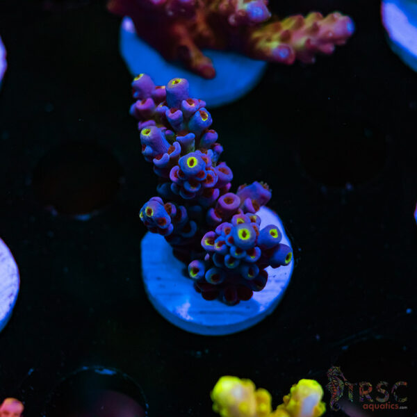 SBB Purplicious Acro C02