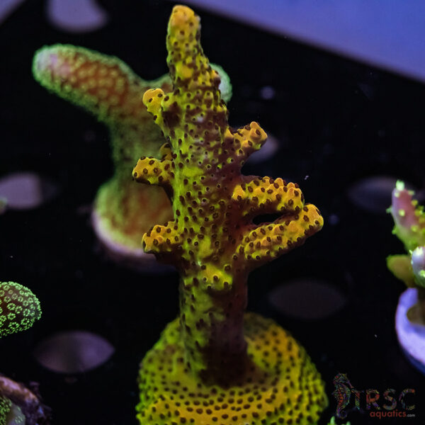 TRSC PC Rainbow Acro C10