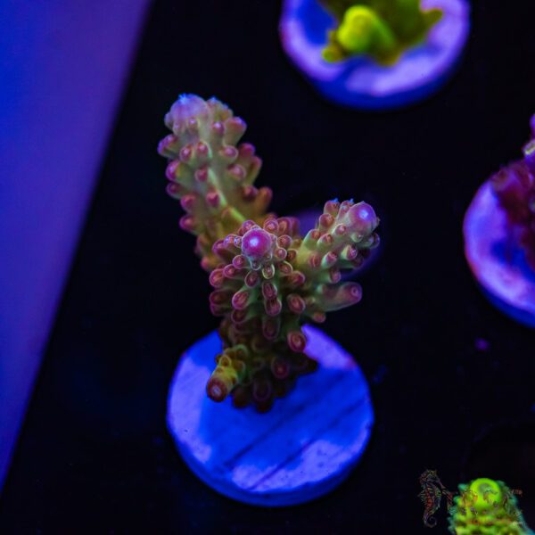 TRSC Cherry Pops Acro D01