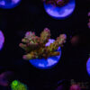 TRSC Cherry Pops Acro D02