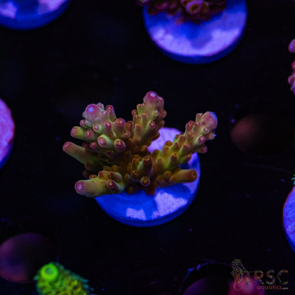 TRSC Cherry Pops Acro D02