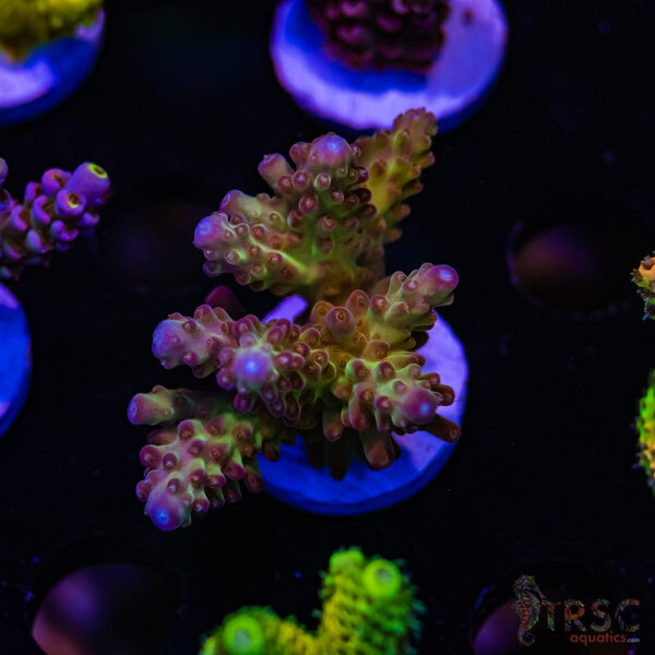 TRSC Cherry Pops Acro D03