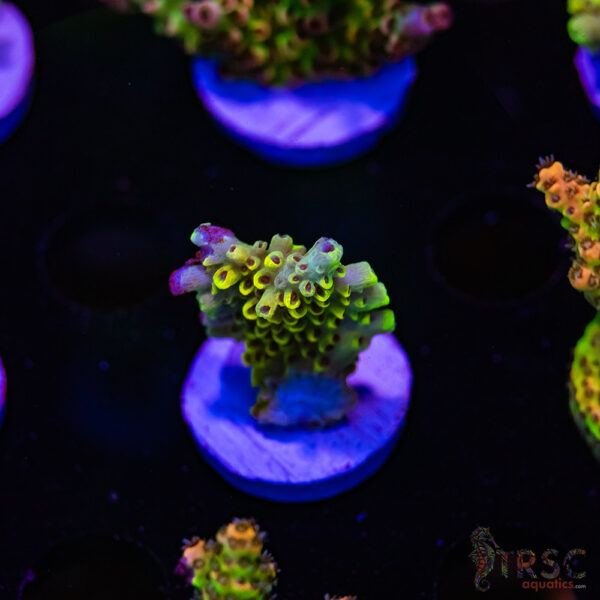 TRSC Pikachu Acro D04
