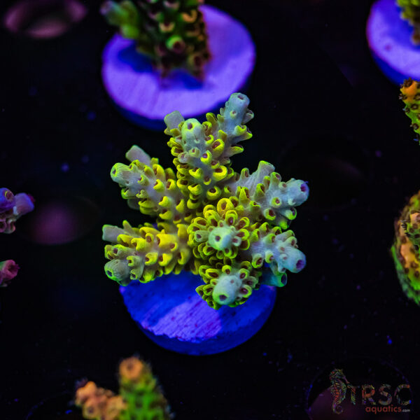 TRSC Pikachu Acro D05
