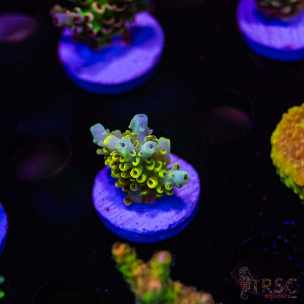 TRSC Pikachu Acro D06