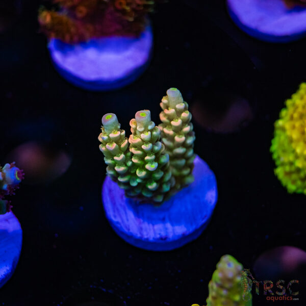 TRSC Unicorn Muffin Acro D07