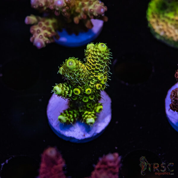 TRSC Lemon Drop Milli E02