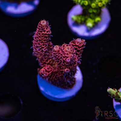 TRSC Bloodmoon Milli F02