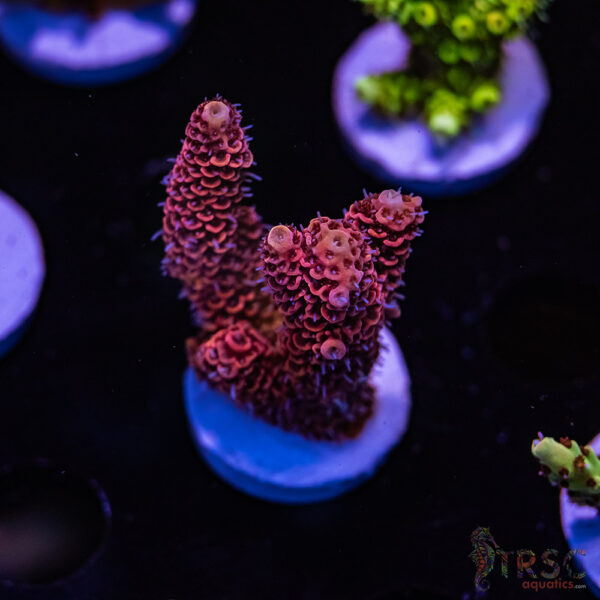 TRSC Bloodmoon Milli F02
