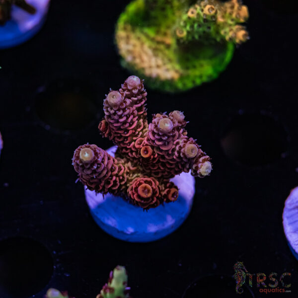 TRSC Bloodmoon Milli F03