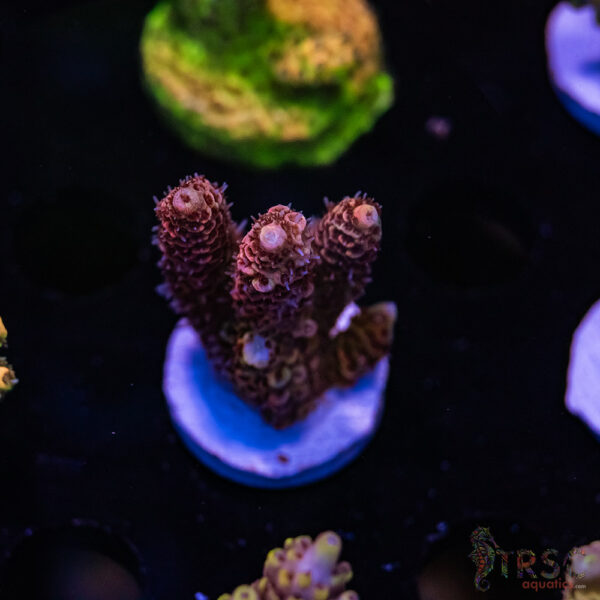 TRSC Bloodmoon Milli F04
