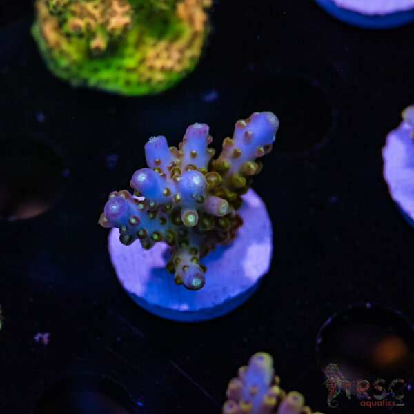 TRSC Blueberry Acro F05