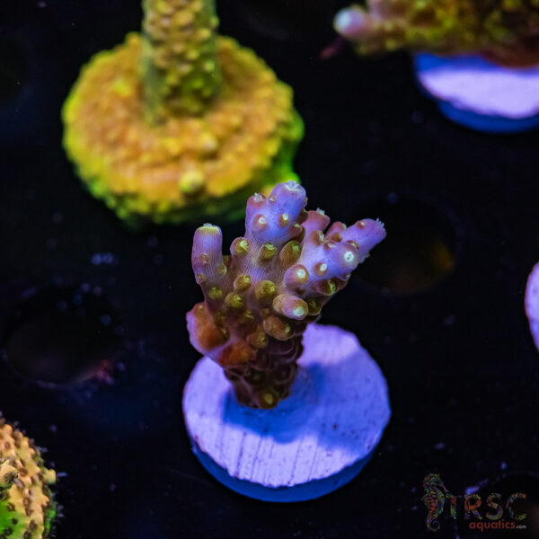 TRSC Blueberry Acro F06