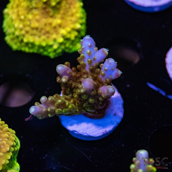 TRSC Blueberry Acro F07