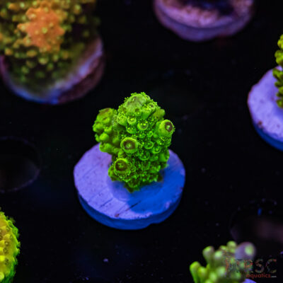 TRSC Pineapple Juice Acro F09