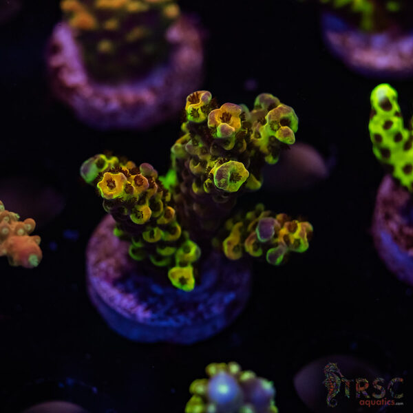 TRSC Funhouse Acro F10