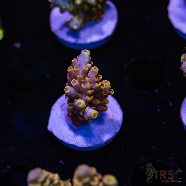 TRSC Peachy 411 Acro G04