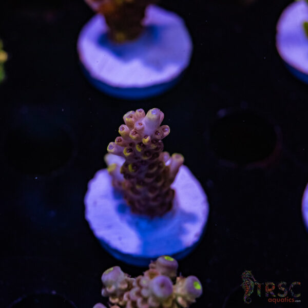 TRSC Peachy 411 Acro G05