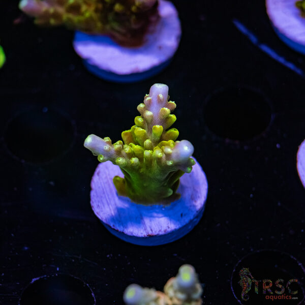TRSC Forest Wizard Acro G06