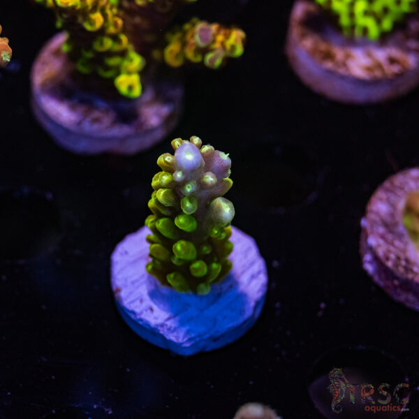 TRSC Forest Wizard Acro G09