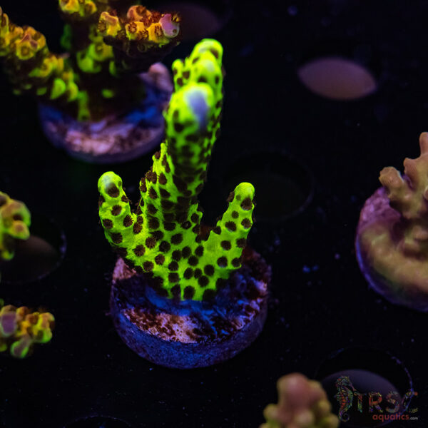 TRSC Anacropora Acro G10