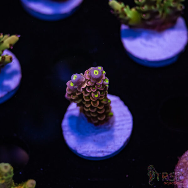 TRSC Pink Hippos Party Acro H02