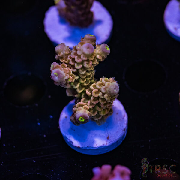 TRSC Punchy Peach Acro H05