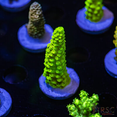 TRSC OG Bali Green Slimer  Acro Q07