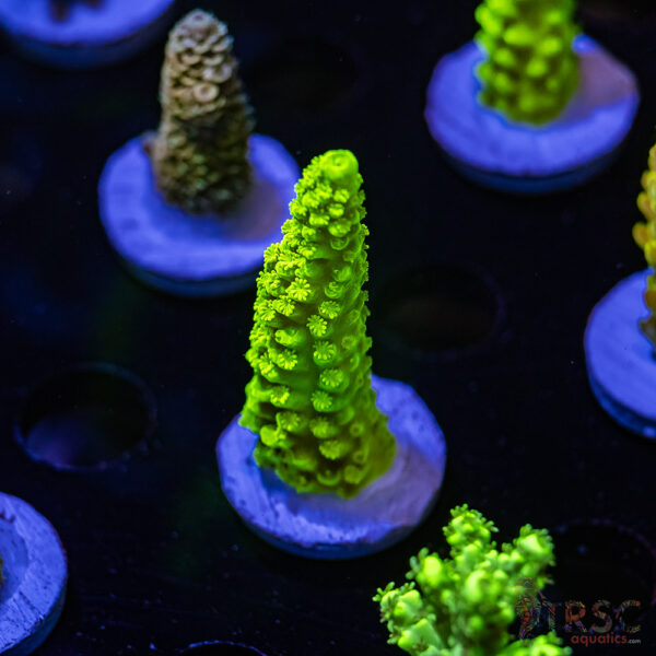 TRSC OG Bali Green Slimer  Acro Q07