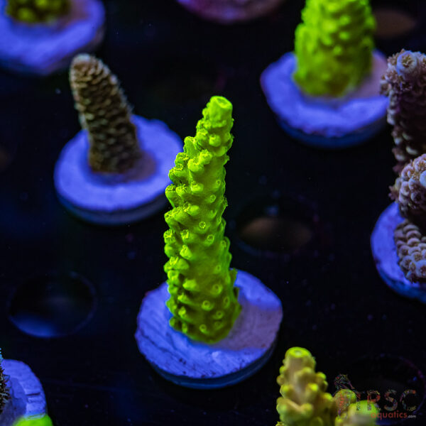 TRSC OG Bali Green Slimer  Acro Q08