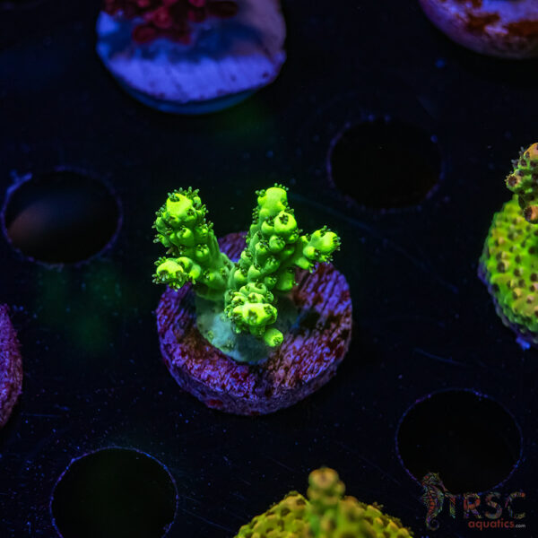 TRSC Mint Julip Acro R04