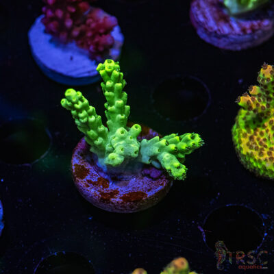 TRSC Mint Julip Acro R05
