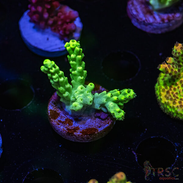 TRSC Mint Julip Acro R05
