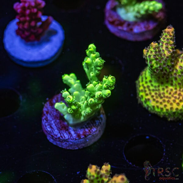 TRSC Mint Julip Acro R06