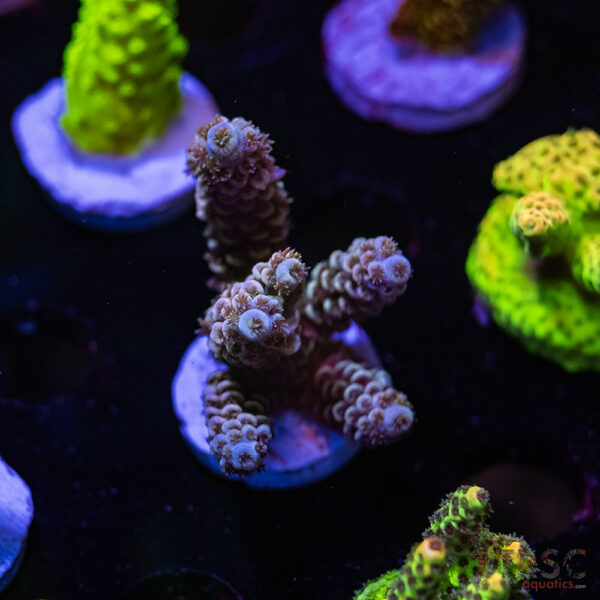 TRSC Blu Dream Tenius Acro R09