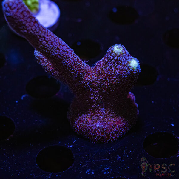 TRSC Purple Milka Stylo T02