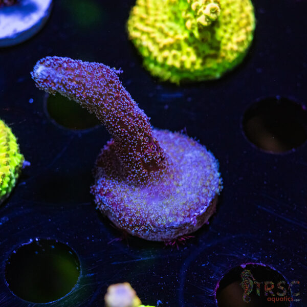 TRSC Purple Milka Stylo T03
