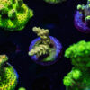 TRSC Green Goblin Acro D08 1 TRSC 08192025 SPS T09