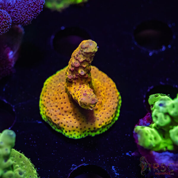 TRSC Orange Phoenix Acro U01