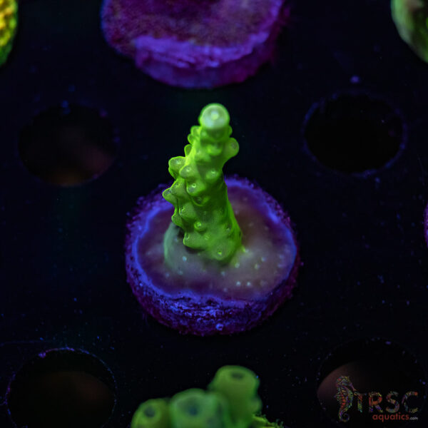 TRSC Green Acro U03