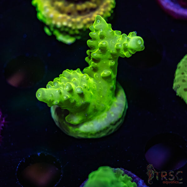 TRSC Green Acro U04